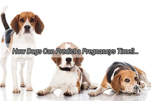 How Dogs Can Predict a Pregnancys Timeline A Pawsitive Insight